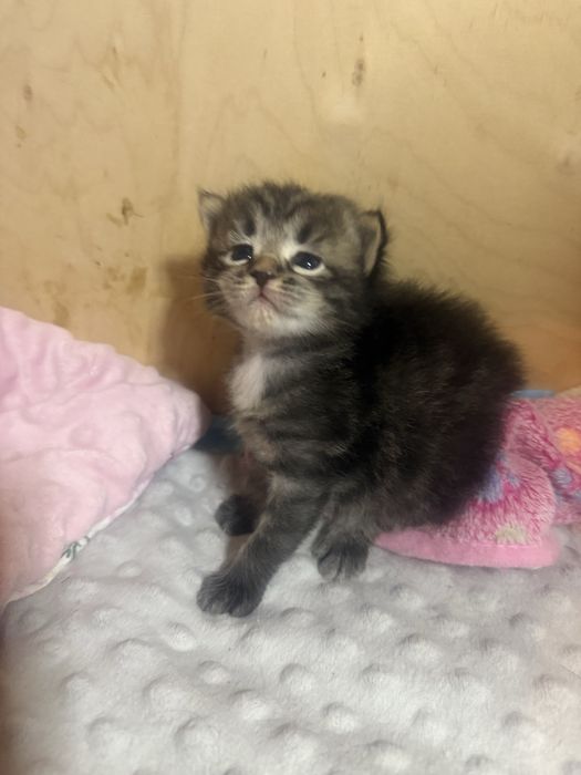 Koteczka syberyjska po utytułowanych rodzicach