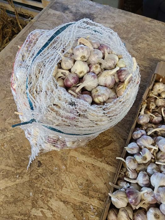 Czosnek Harnaś 3 kg przemysłowy przesyłka olx Tanio!