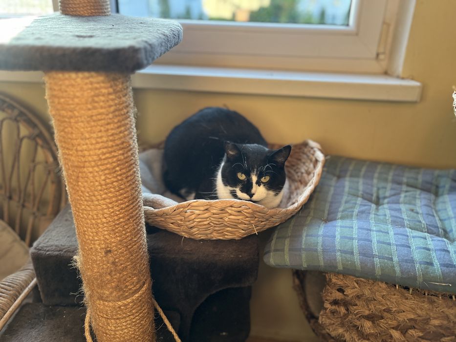 kotka LINKA szuka domu