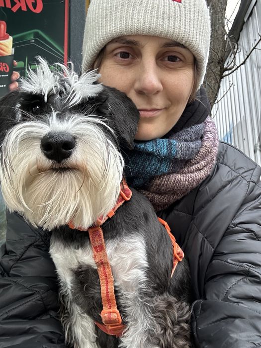 Вязка цвергшнауцер