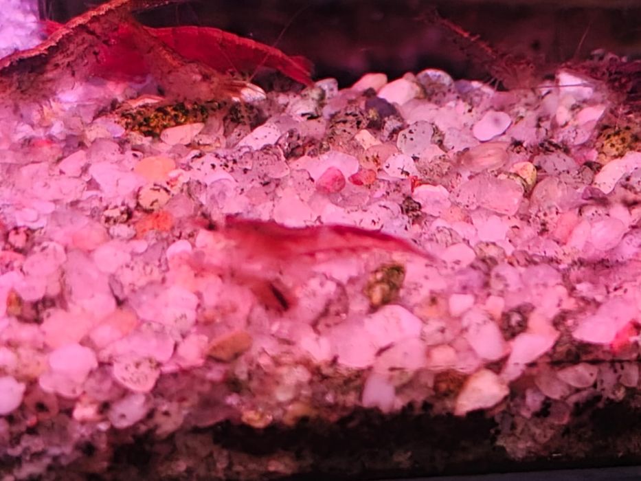 Krewetki mix mieszańce