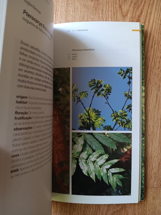 Buçaco, Mata Nacional do Buçaco - Árvores e Arbustos