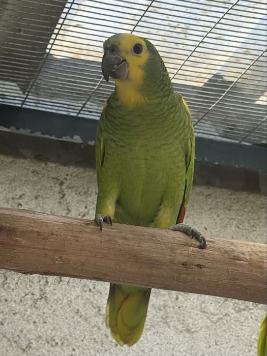 Amazona Aestiva Xanthopteryx