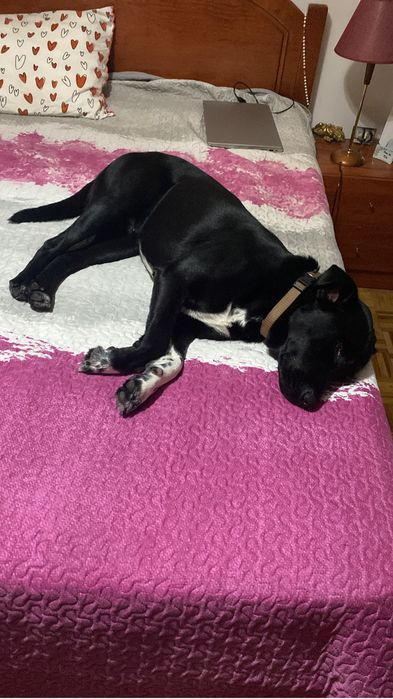 Dou Labrador por sair do pais
