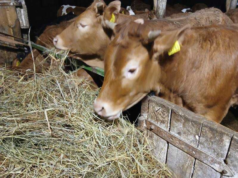 Jalowki, odsadki, jałówki