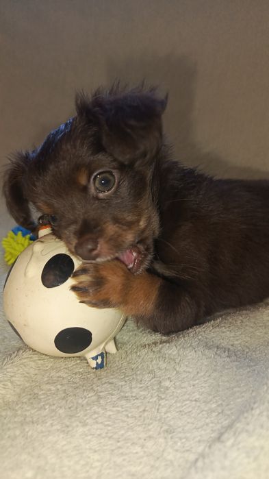 Мініатюрна Дюймовочка)