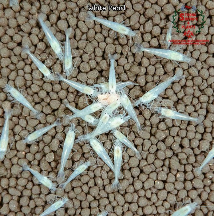 Krewetki Neocaridina White Pearl woda kranowa ZAMIANA GRATIS PROMOCJA