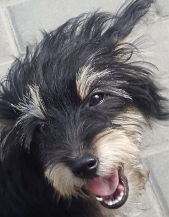 Щенята мелкой породы ищут заботливых хозяев