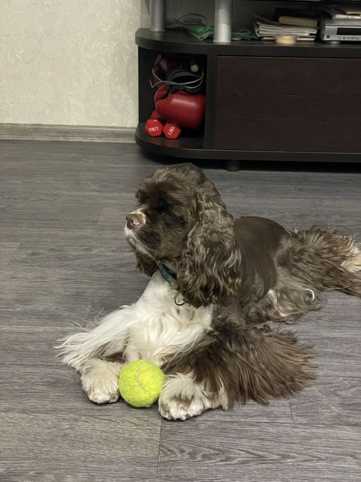 Хлопчик американського кокер спаніеля шукає дівчинку