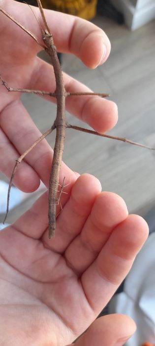 Małe patyczaki oddam