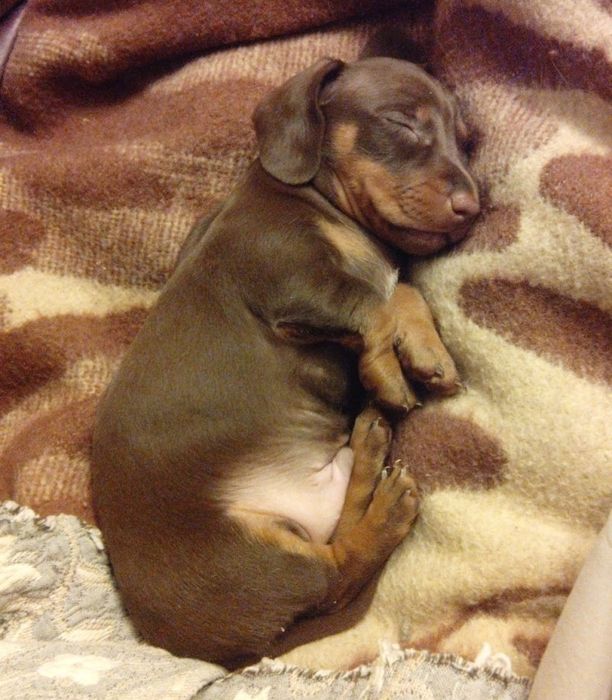 Цуценя — маленький клубочок радості!