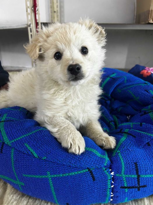 Piesek do adopcji ŚNIEŻEK