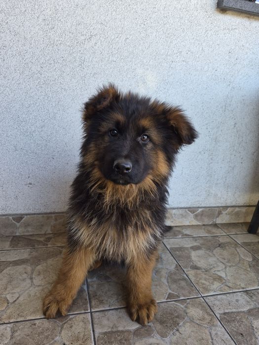 Owczarek niemiecki długowłosy