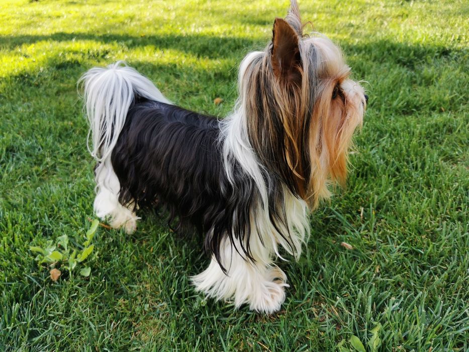 Reproduktor Yorkshire Terrier Biewer