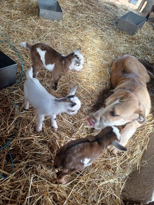 Cabritos "Micro-anões" Legítimos