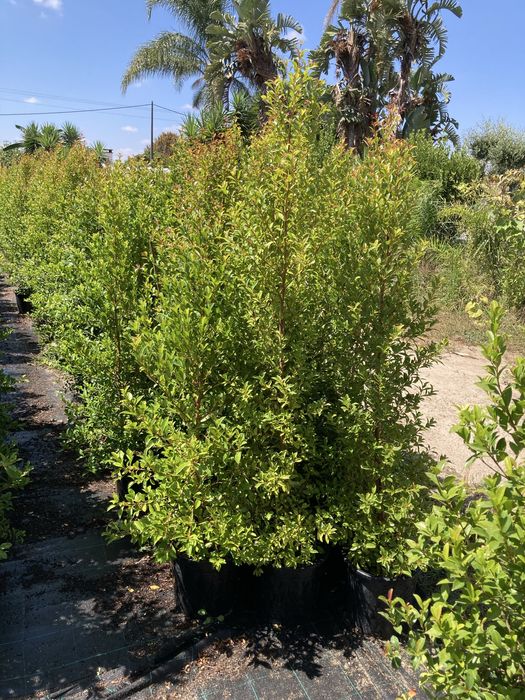 Eugénias myrtifolia, sebes