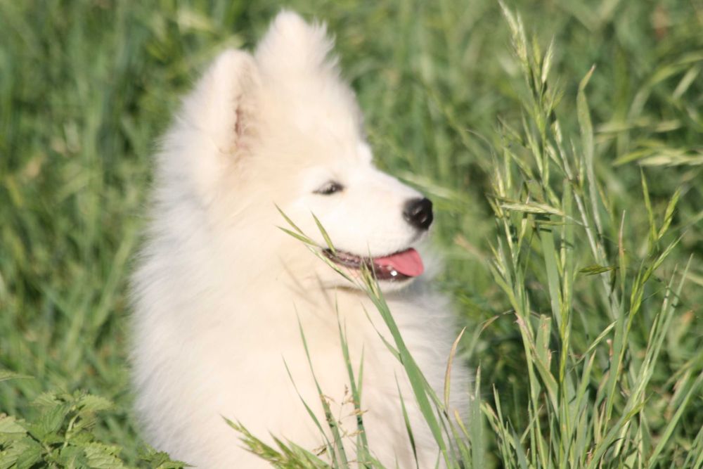 Samoyed piesek FAGO (szczeniak)