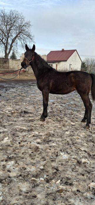 Klacz Śląska ,źrebica Księga główna