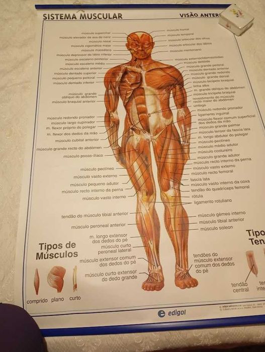 Mapa de anatomia do sistema muscular anterior e posterior