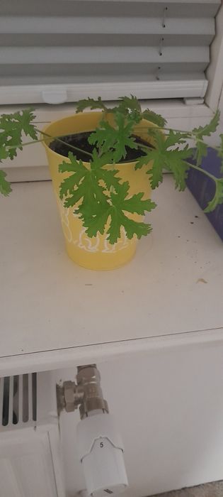 Anginka Geranium