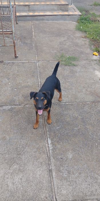 Ягтер'єр  Барон запрошує дівчаток на в'язку