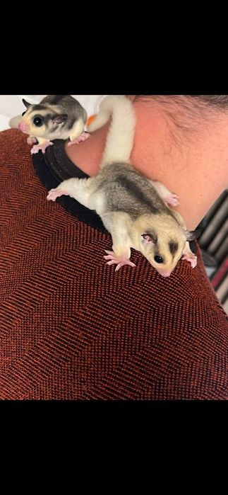 Lotopałanka mozaic sugar glider