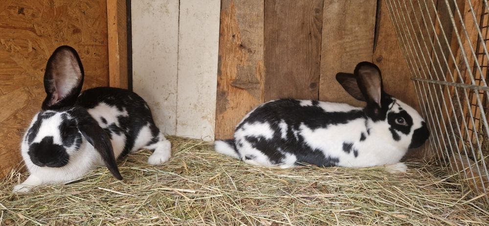 В продажі покриті самки, сім'ї кроликів.