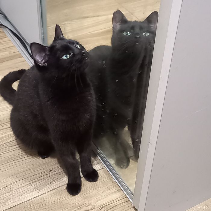 Kicia wciąż czeka na dom.