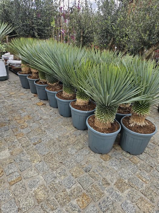 Araukaria 35-120 cm Yucca rostrara, Drzewo oliwne