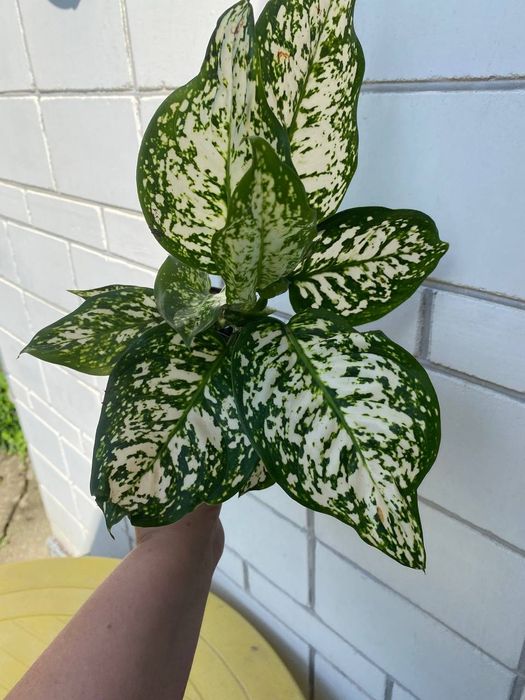 Аглаонема  White Star
