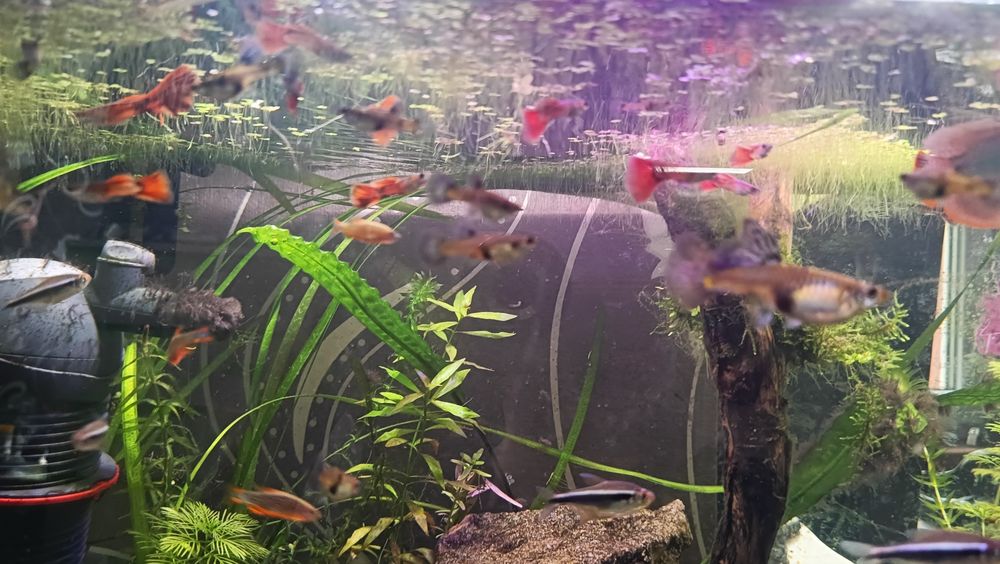 Sprzedam gupiki Tiger Red (czysta krew)