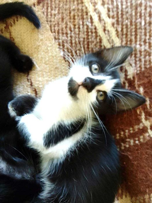 Котята кошечки котики бесплатно отдам