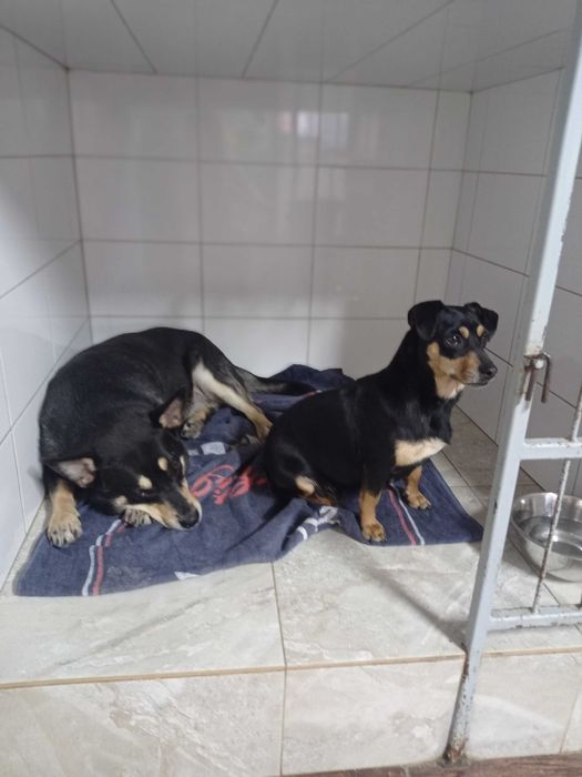 Собака в любящие руки