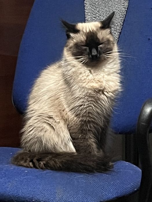 Шукаю кавалера для киці