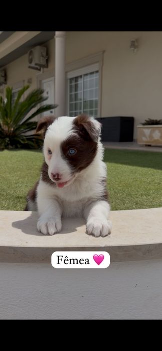 Border collie.. fêmea
