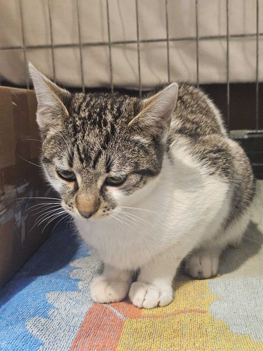 Karmelka – maleńka dusza błaga o dom i ludzkie ramiona