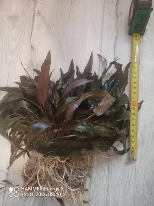 Kryptokoryna Wendtii