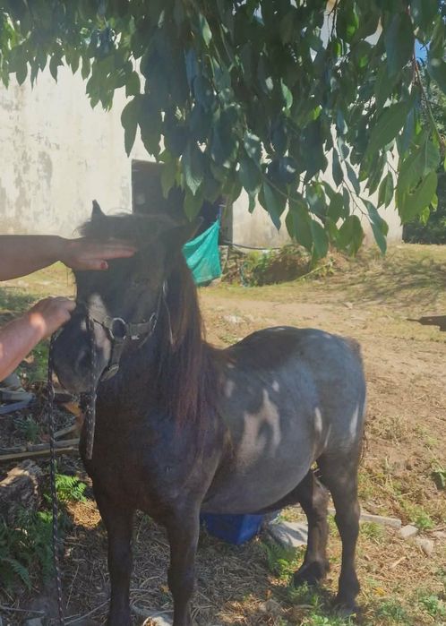 Pônei fêmea com 5 anos