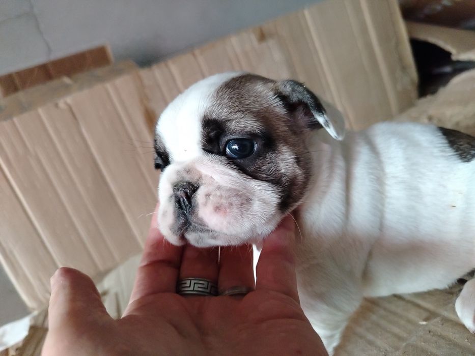 Lindíssima buldogue francês
