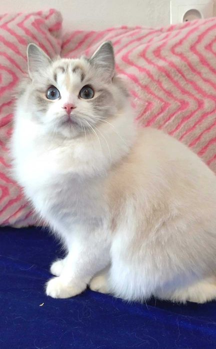 Wysterylizowana kotka 2 letnia
