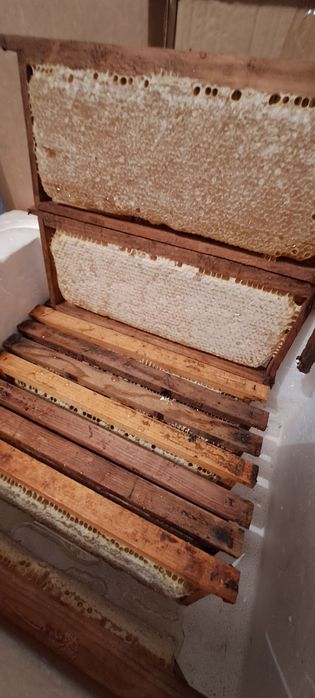 Favos de mel a granel