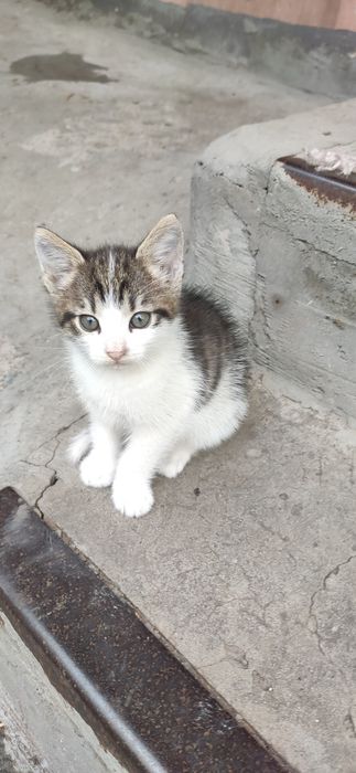 Віддам кошеня хлопчик Безкоштовно