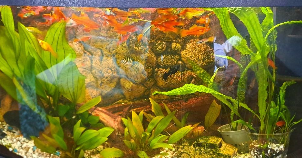 Mieczyki czerwone samce