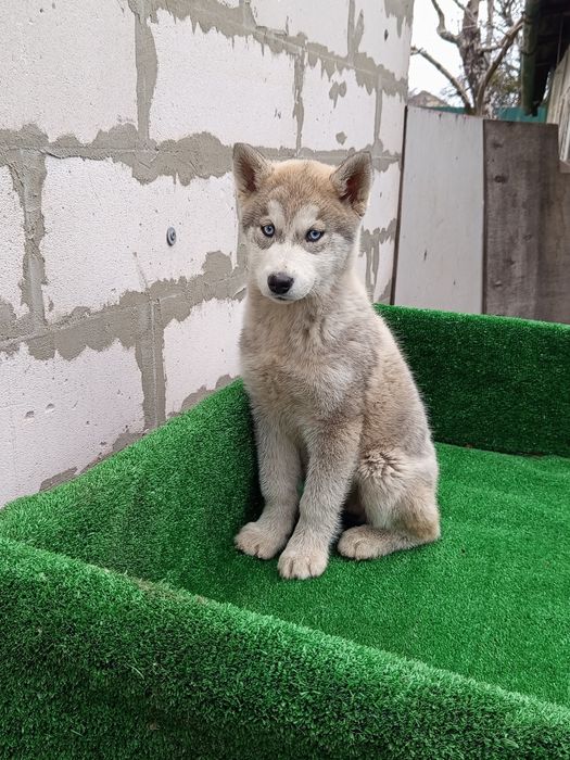 Чистокровная девочка хаски