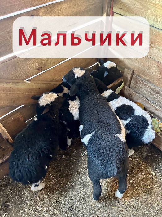 Продам молодого барана крос дорпер , романовский