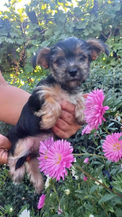 Гарні та грайливі цуценята йорчики