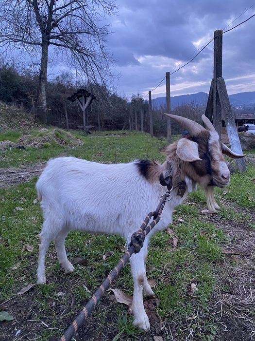 Cabras boer ( casal )
