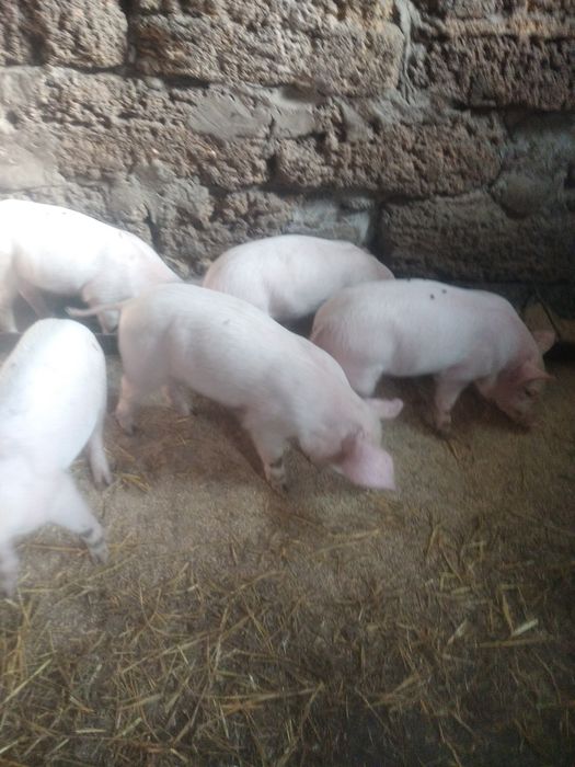 Поросятка велика Біла криниця