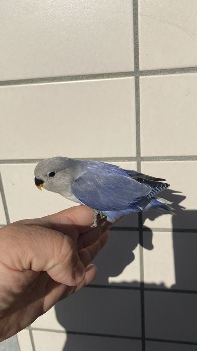 Agapornis domesticado