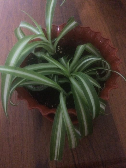 Цветы комнатные сингониум бильбергия хлорофитум фиалки фикусы